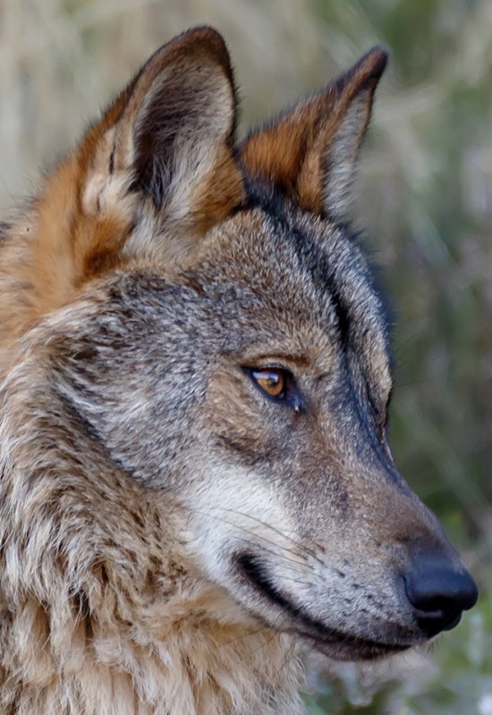 Los veterinarios de Castilla y León muestran su preocupación por el cambio de estatus de protección del lobo ibérico