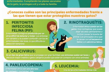 LA CRECIENTE PRESENCIA DEL GATO COMO ANIMAL DE COMPAÑÍA EN LOS HOGARES ACONSEJA CONTROLAR SU SALUD MEDIANTE LA VACUNACIÓN