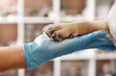EL COLEGIO DE VETERINARIOS DE VALLADOLID COMPRENDE LAS RAZONES QUE MOTIVAN EL PARO EN CENTROS VETERINARIOS CONVOCADO PARA EL DÍA 11
